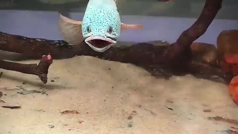 Unique fish 🐠🐟The large Aggracive fish