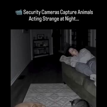 Security Cameras Capture Animals Acting Strange at Night...