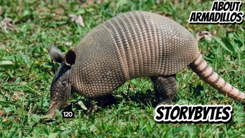 Amazing Facts About Armadillos