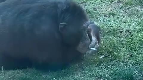 Gorilla Smokes a Cigarette at the Zoo