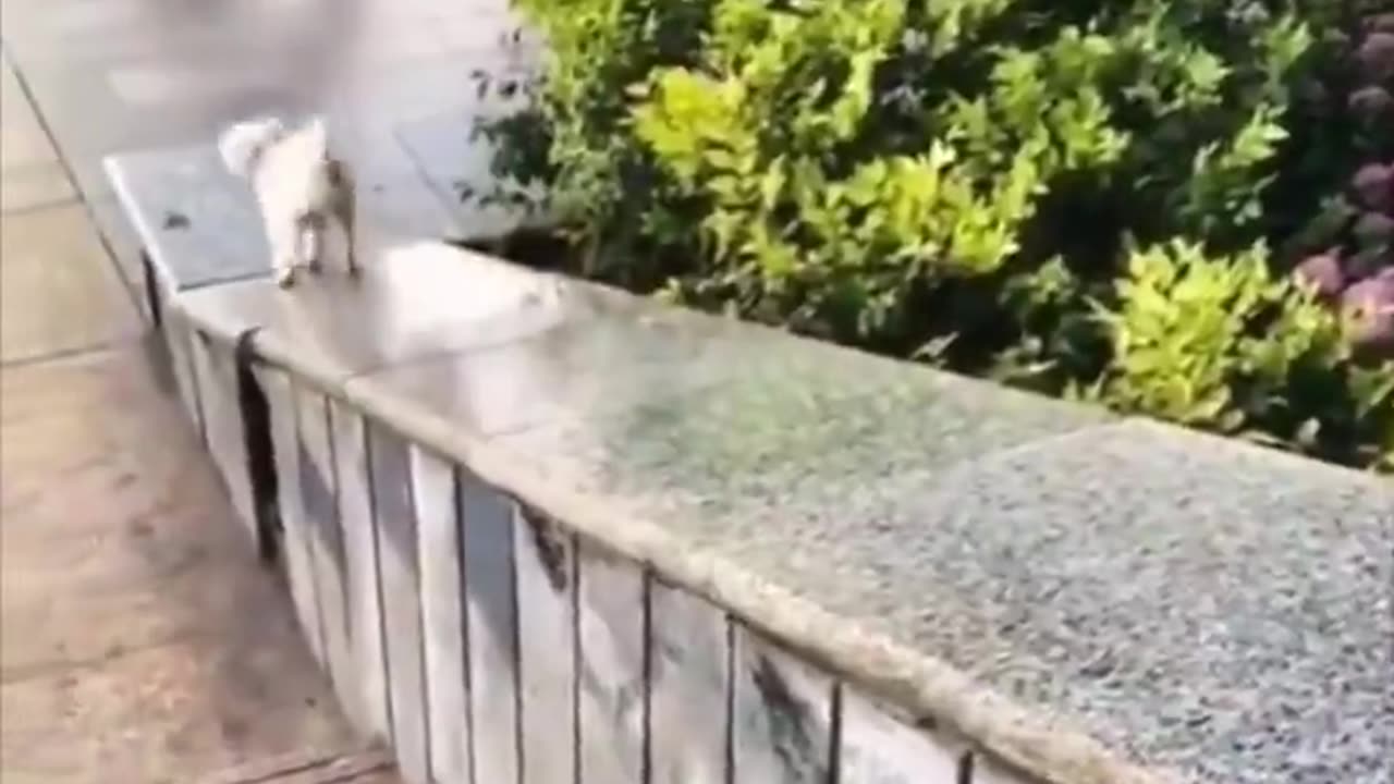 Dog slide.. 😅