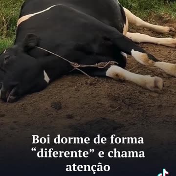 Boi dorme de forma esquisita