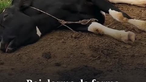 Boi dorme de forma esquisita