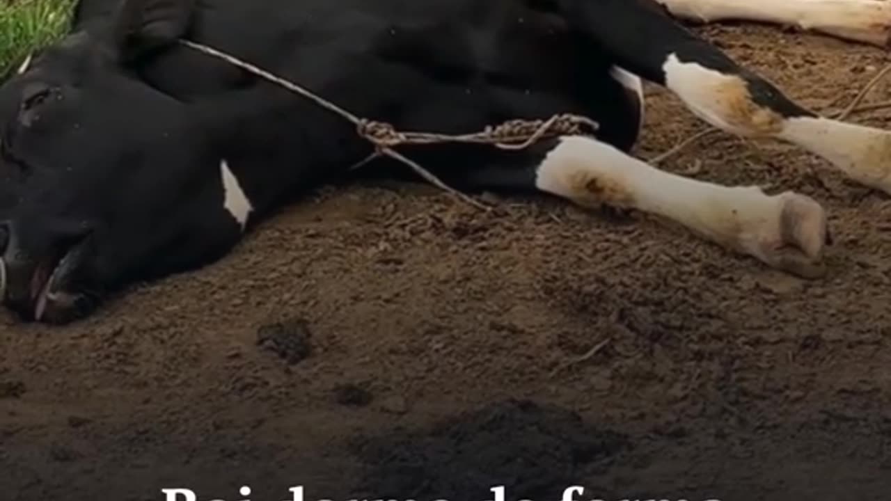 Boi dorme de forma esquisita