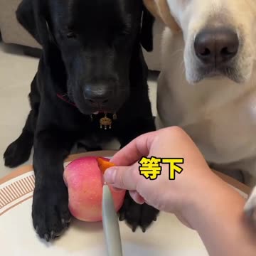 Labrador's Masterpiece: A Playful Interaction