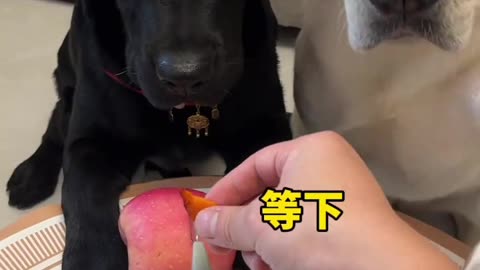 Labrador's Masterpiece: A Playful Interaction