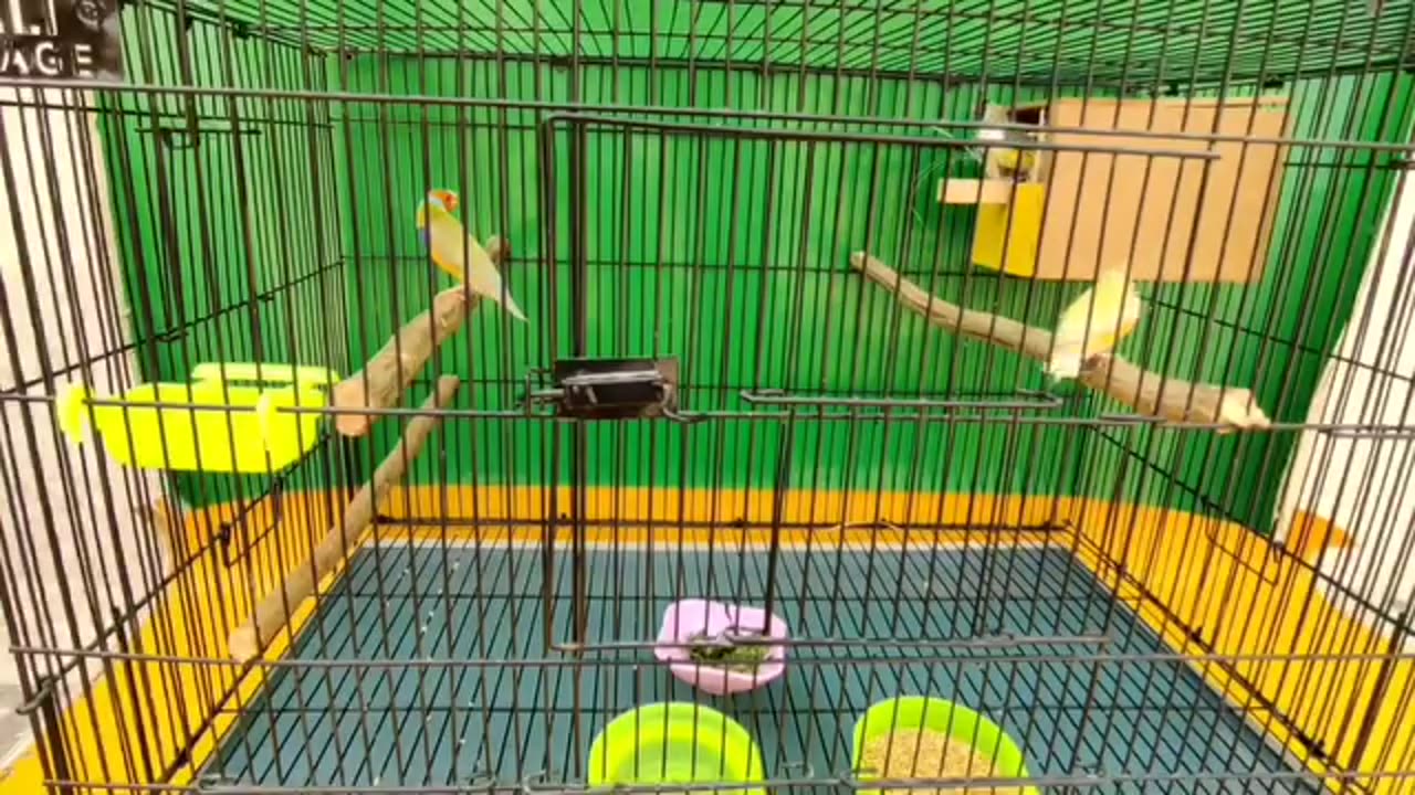 Karachi birds market