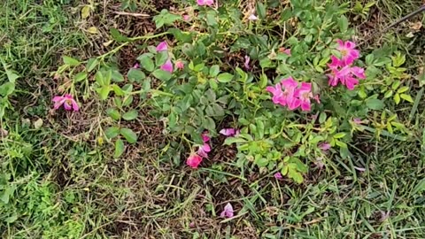 Drift Rose Maintenance 3x