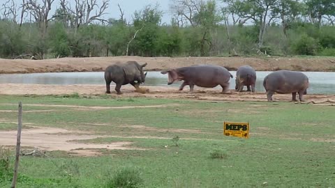 Rhino vs Hippo