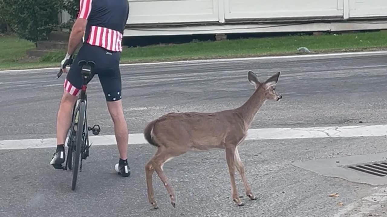 Baby Deer Follows Cyclist Down the Road