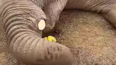 Elephant cute