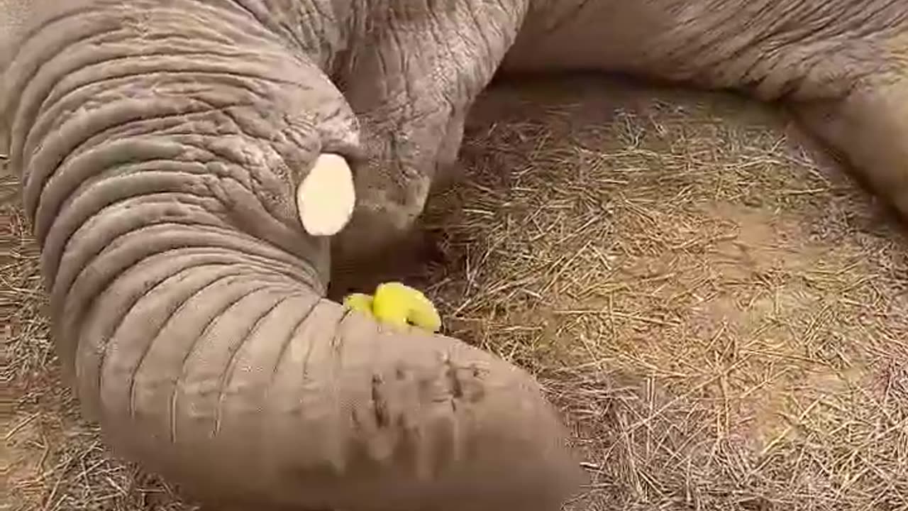 Elephant cute