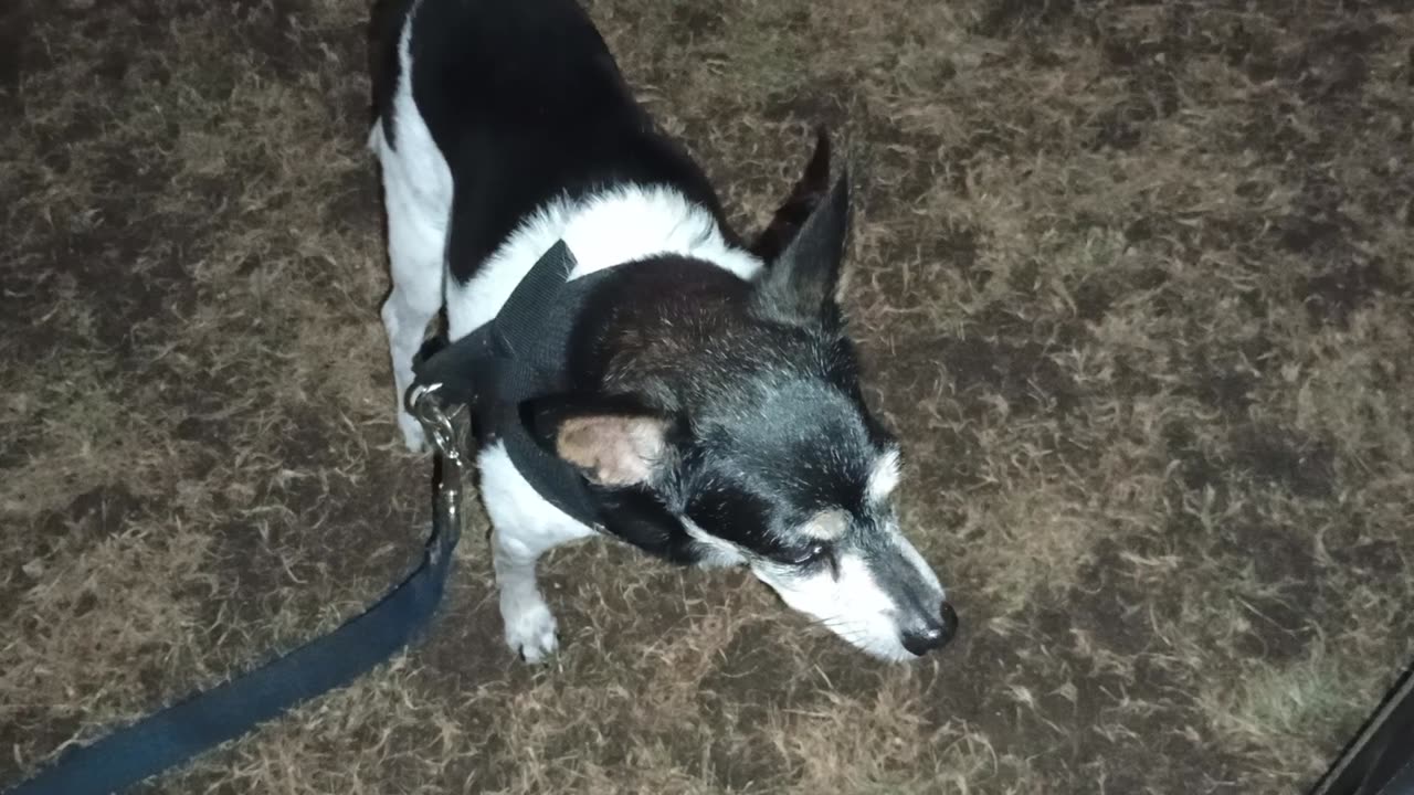 ChaCha Chiquis doggie walk_20250925_200656904