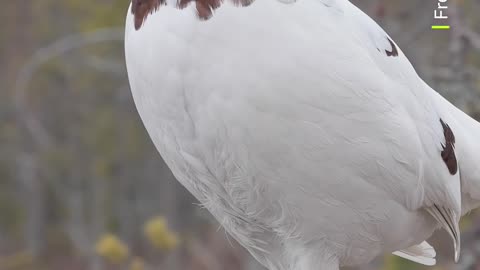 Thank you for coming to my TED talk 🎤 #Wildlife #Animals #Shorts ‎