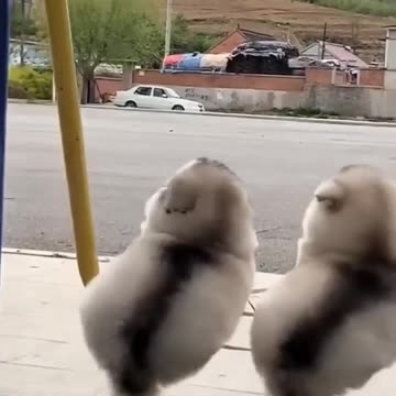 Cute Alaskan malamute puppies