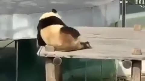 Panda Bear Brown Dog Sport