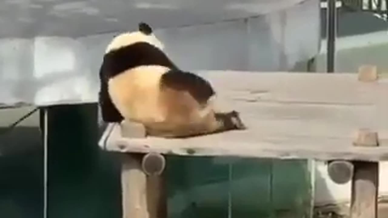 Panda Bear Brown Dog Sport