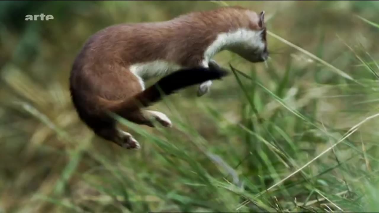 Hermelin jagt Kaninchen