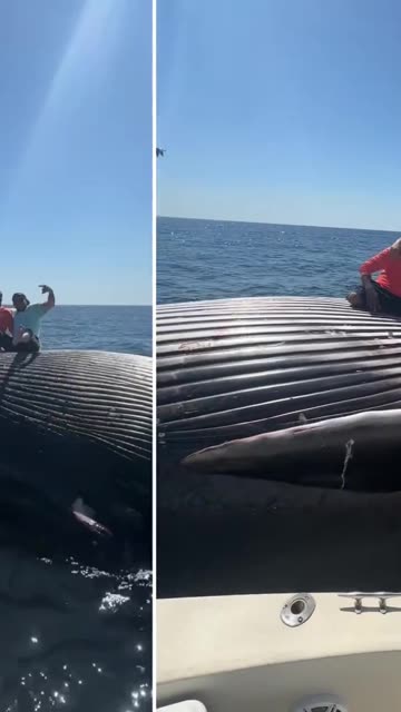 Drunk fishermen discover a dead whale… who’s going to tell them?