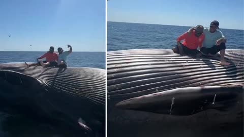 Drunk fishermen discover a dead whale… who’s going to tell them?