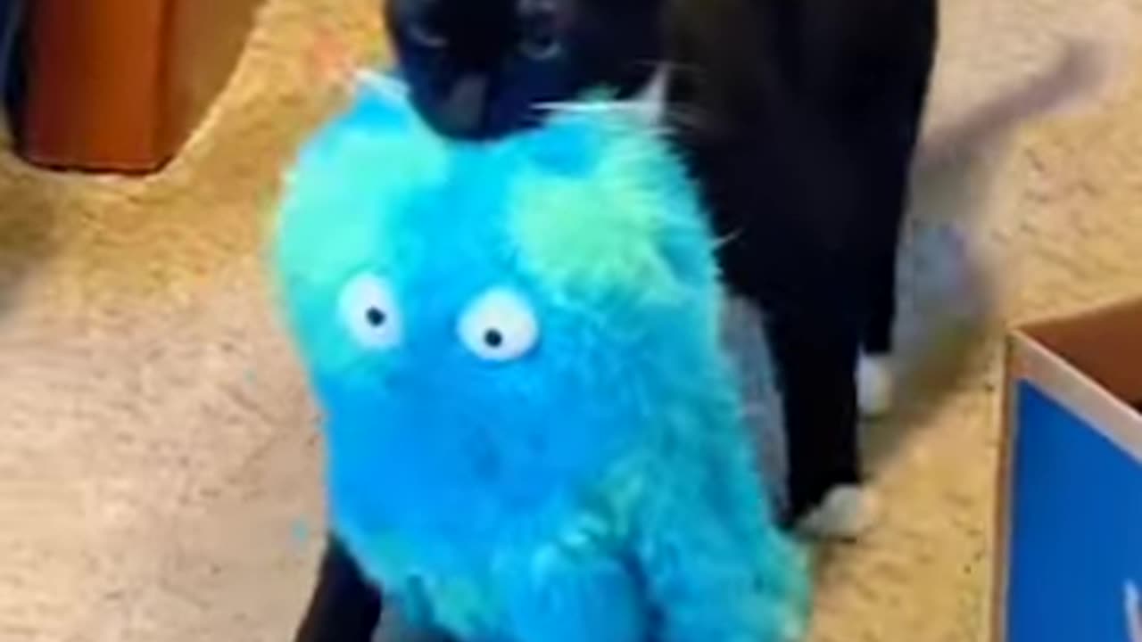 Cat toys