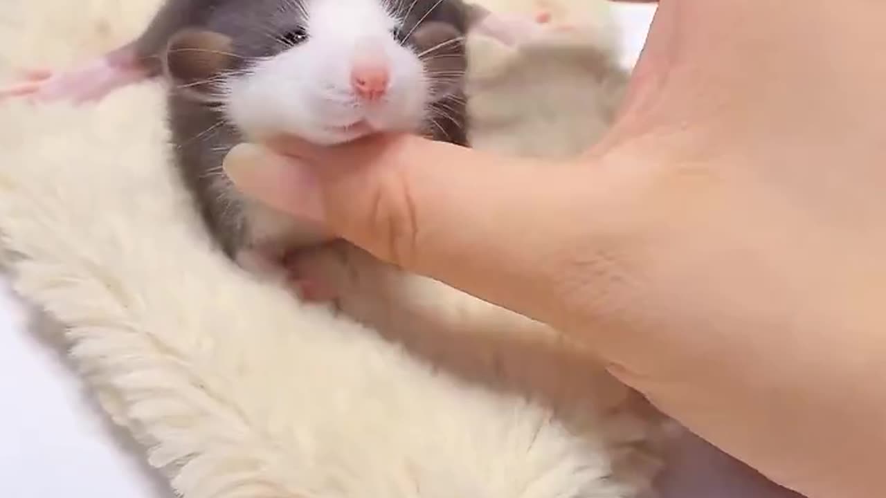 I really like such a cute little guy 😍