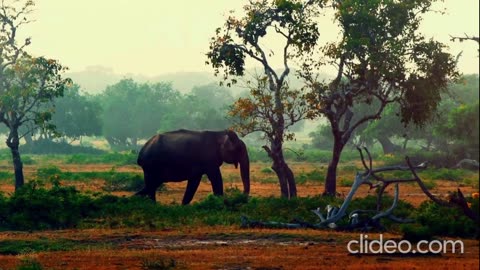 NAVY BLUE - Sharing Life (VIDEO)