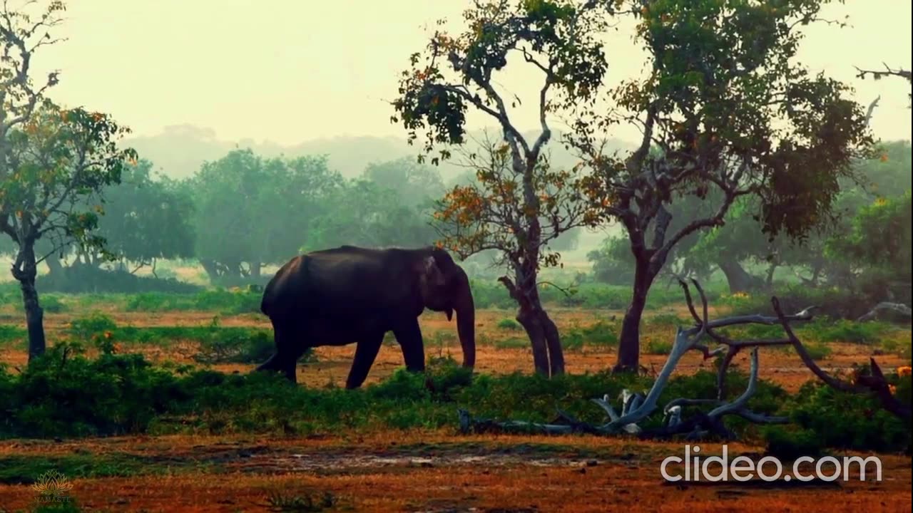 NAVY BLUE - Sharing Life (VIDEO)