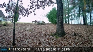 The Woods – 11/26/2025