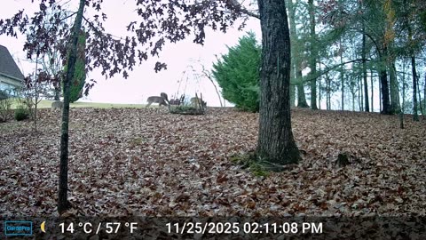 The Woods – 11/26/2025