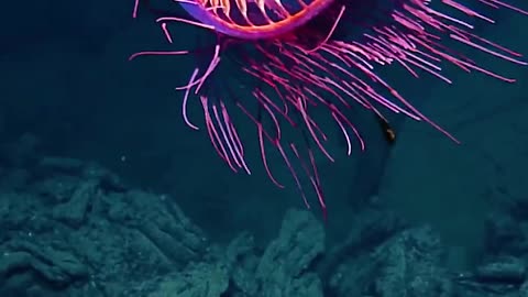 STUNNING SIGHT-BENEATH THE WAVES OFF BAJA CALIFORNIA-HALITREPHES MASSI JELLYFISH