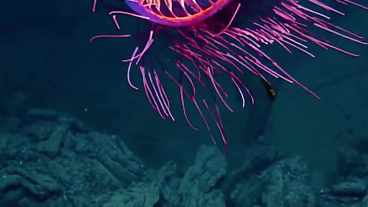 STUNNING SIGHT-BENEATH THE WAVES OFF BAJA CALIFORNIA-HALITREPHES MASSI JELLYFISH