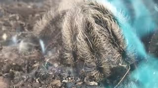 shelob the spider