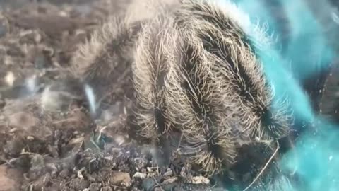 shelob the spider
