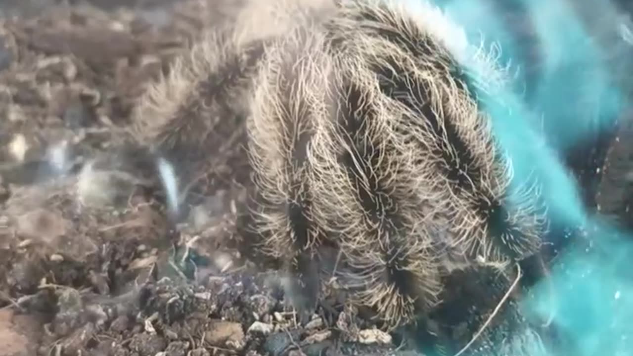 shelob the spider