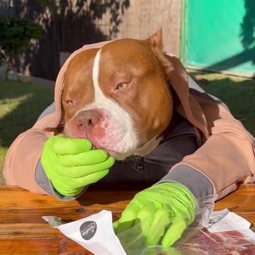 Viral🔥 funny🤣 dog