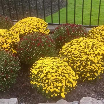 Mums plants