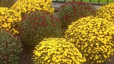 Mums plants
