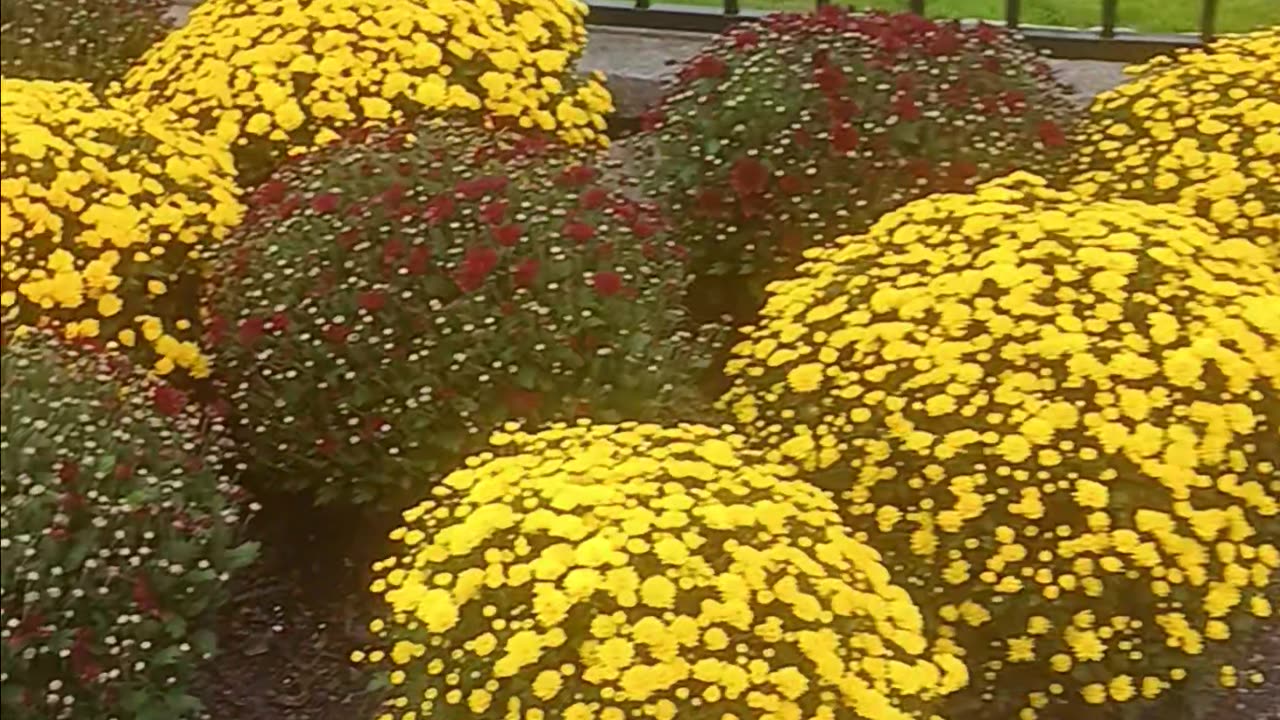 Mums plants