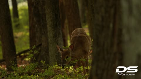 DS Discovery: On The Water and Land, Pennsylvania