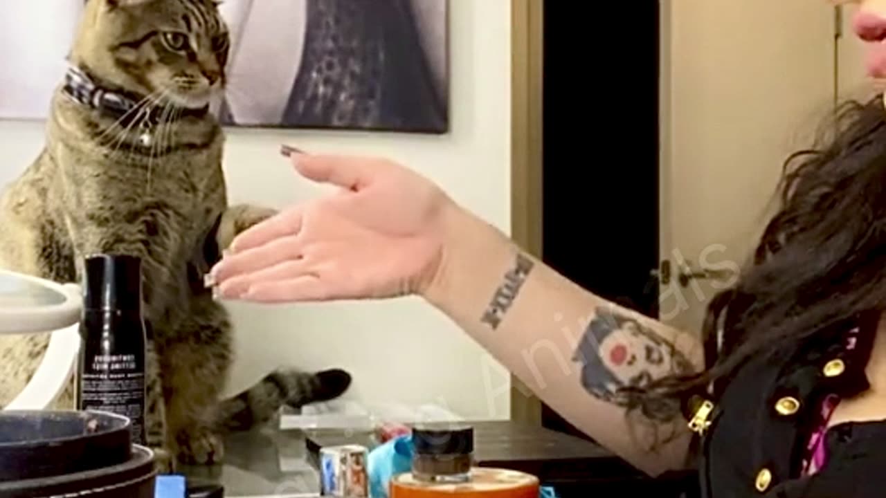 Cat who hates false eyelashes