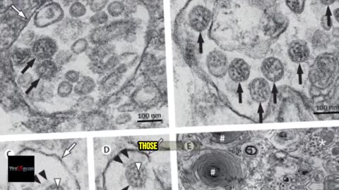 Virology — A Critique of Its Foundations - Mike Stone
