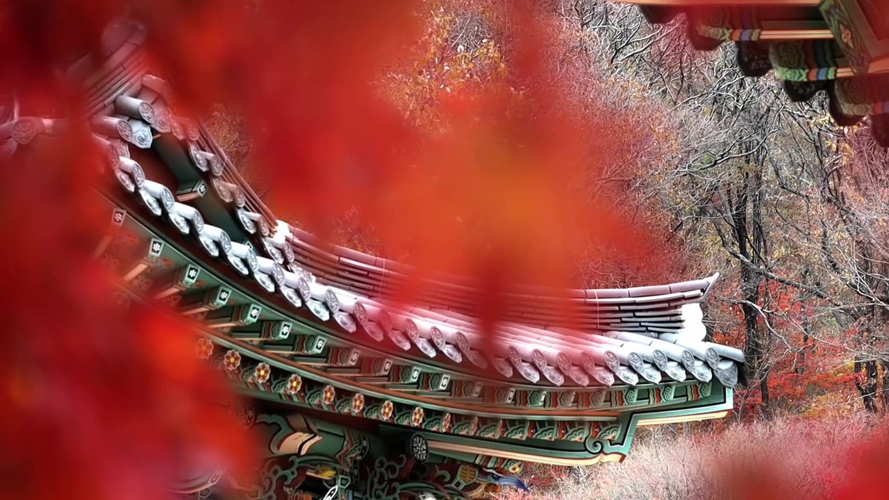 Excado Yolo Nature Whisper Lofi