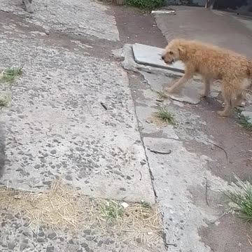 Él último sábado del 2025 con los peludos 27/12/2025