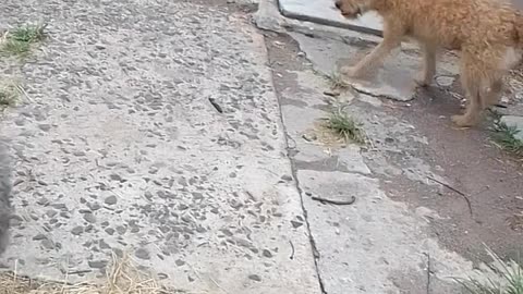 Él último sábado del 2025 con los peludos 27/12/2025