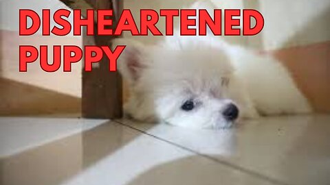 Disheartend puppy