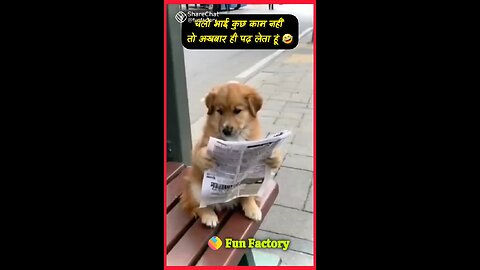 dog in mood