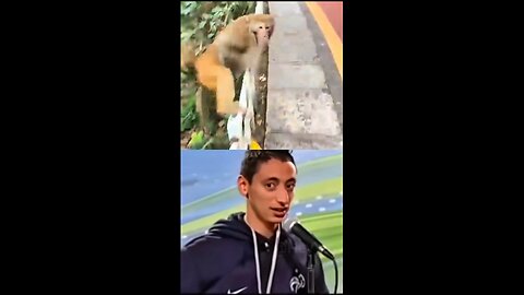 When the Monkey Did This… Everyone Lost It 😂🐒