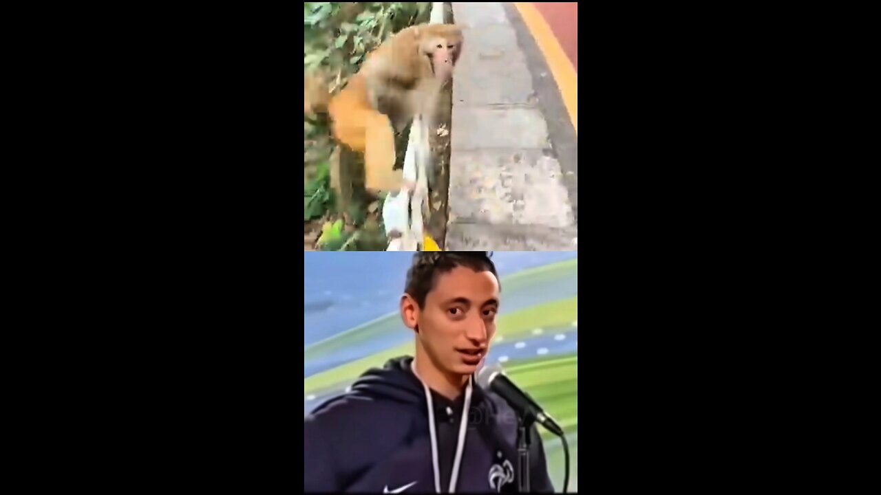 When the Monkey Did Thisโฆ Everyone Lost It ๐๐
