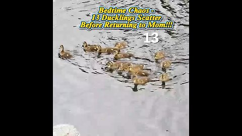 Bedtime chaos for a big duck family! 🦆💦___